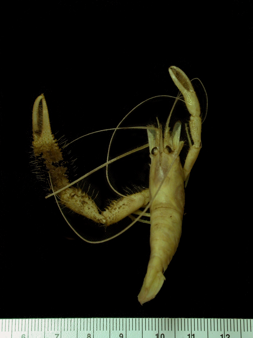 Image of Macrobrachium olfersii